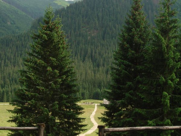 Dolina Chochołowska, Kościelisko