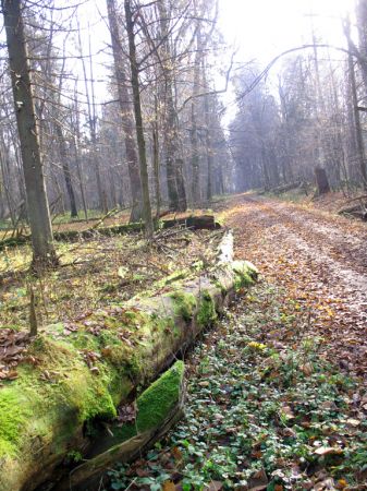 zdjecie Białowieża