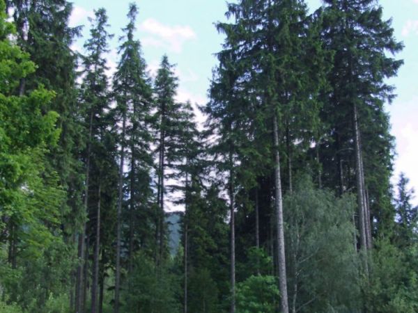 Iglaki pod małą Czantorią