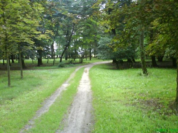 Jedna z alejek w parku