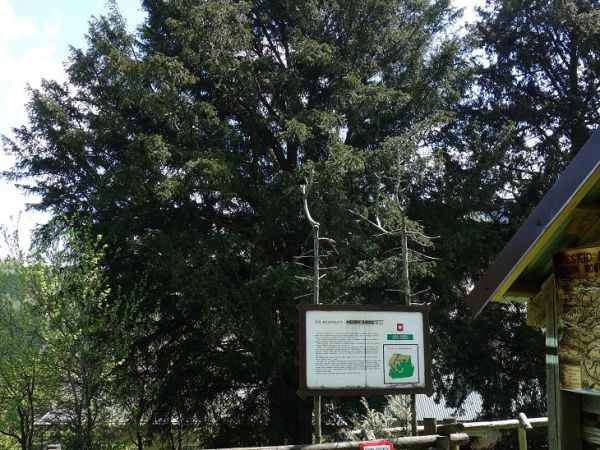 Jeszcze jedno ujęcie jednych z najstarszych drzew w Polsce.