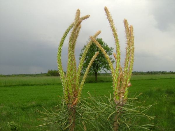 przyroda w Parczówku - zdjęcie Pawła Skorupy z Parczówka