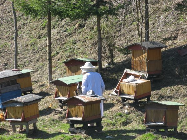 znakomite warunki przyrodnicze wpływają na jedyny w swoim rodzaju smak karpackich miodów, produkowanych przez tutejszych, doświadczonych pszczelarzy we współpra