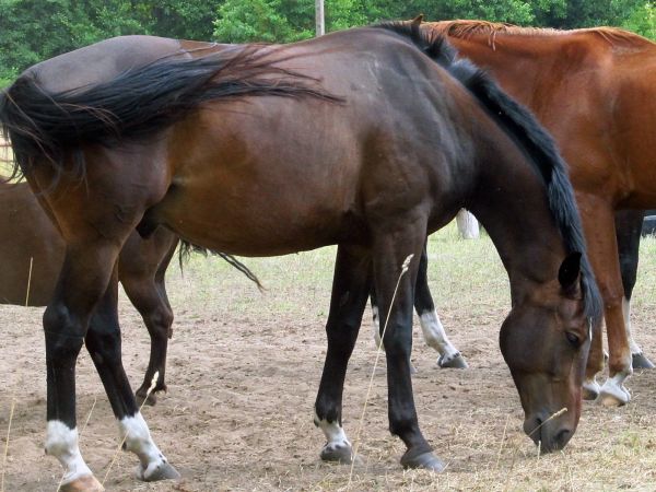 Kaszuby Borsk łąka konie
