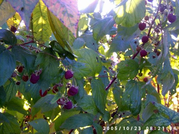 Do Marysienki na maliny i czarne jagody mozna sie wybrac