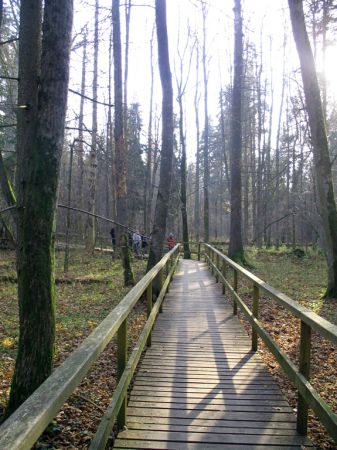 zdjecie Białowieża