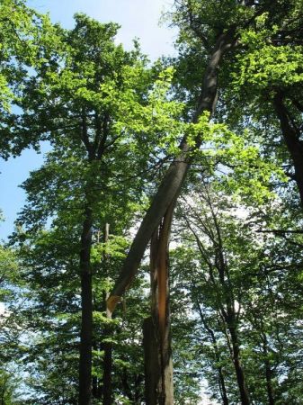 Z Szyndzielni spacerkiem na Klimczok