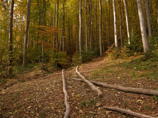Zrywka drewna-Rytro/Życzanów