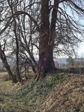 trasa szlaku turystycznego tędy prowadzi - tu obok wzgórza cerkiewnego, tam  ledwie czytelne ślady podmurówki cerkiewnej - była cerkiew greko-katolicka pw. św.