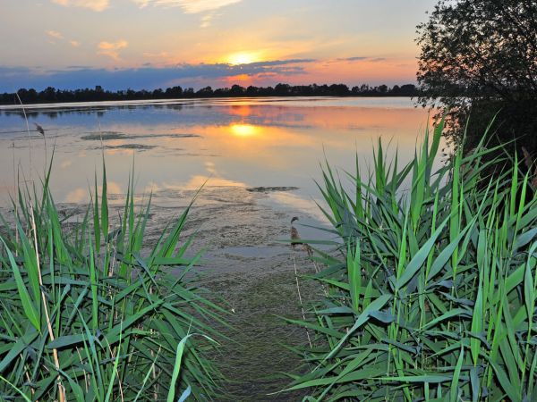 Stawy hodowlane Wielikąt k/Lubomi