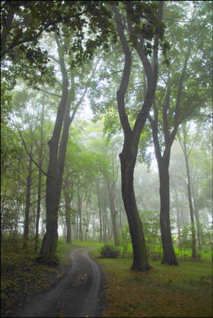 GŁÓWNA ALEJA PARKOWA