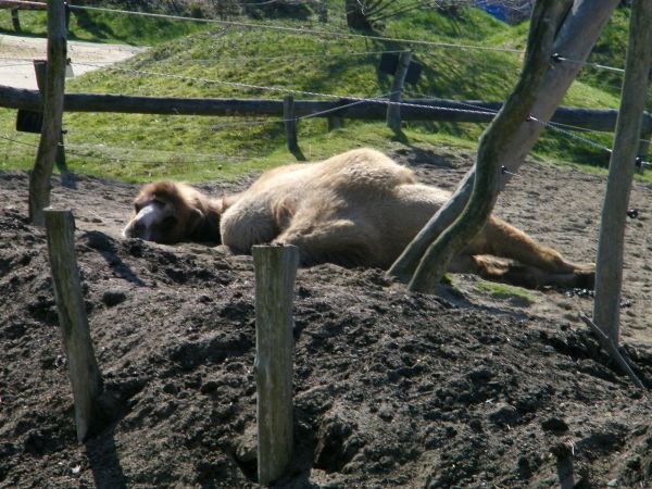 Trochę się wystraszyłem gdy zobaczyłem wielbłąda leżącego nie ruszającego się on się poruszył za jakiś czas zapewne spał lub odpoczywał. Fotka zrobiona u sąsiad