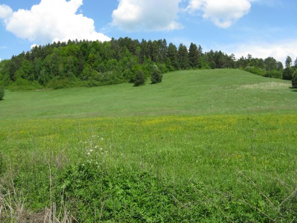 "za chwilę" podziwiać będziemy kompletny zestaw kwiatów, traw, ziół tworzących przepiękną symfonię, w której będą się "kłócić o prymat" barwy z zapachami...