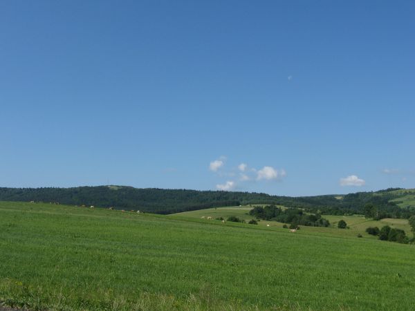 hodowcy bydła / producenci mleka - na czystych, ekologicznych pastwiskach mają możliwości wypasania stad i chętnie z tego korzystają, a my byliśmy też  w prowad