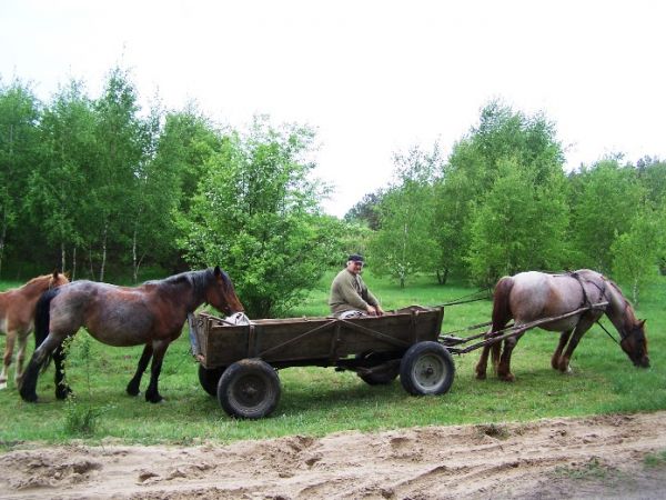 wóz z końmi w Sumówku