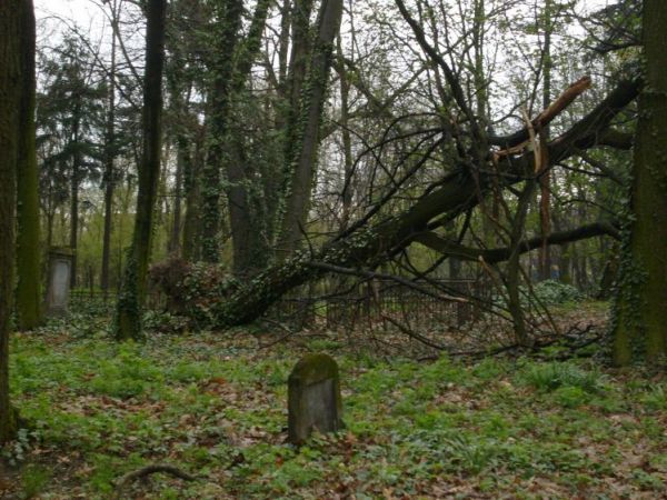 Cmentarz ewangelicki / roślinność choroniona :)