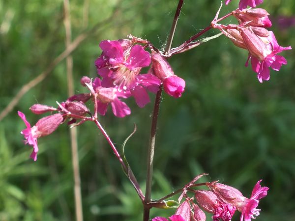 Smółka felkunowa. Roslina miooodajna. Na suche gleby. Kwitnie  maj-czerwiec. Z goździkowatych. Ozierany Małę