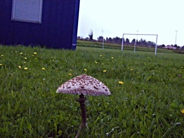 boiskowe grzyby można spotkać pieczarki i te co nie znam a to na fotografii lub obrazku kania