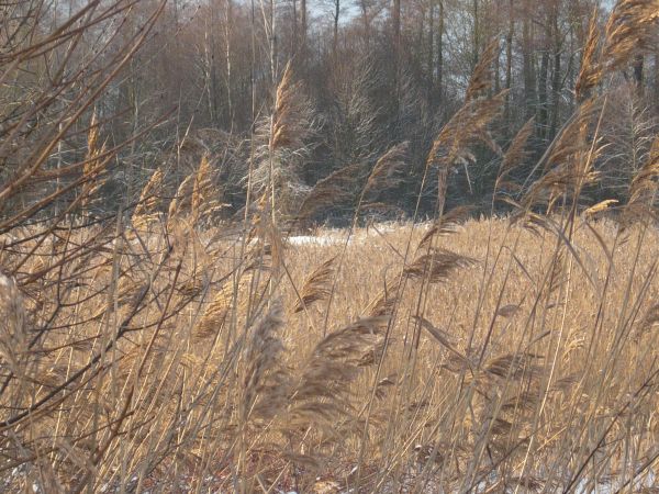 zdjecie Wola Wężykowa