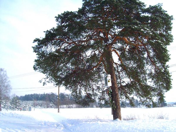 Zima 2010/11
      8 -