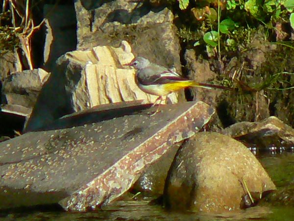 Pliszka górska nad Wołosatym.