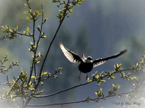 ... znoszenie materiału przez szpaki do gniazda obok domu Grevanti