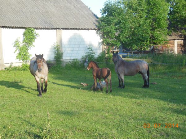 Wieś powstała około 1780 roku.