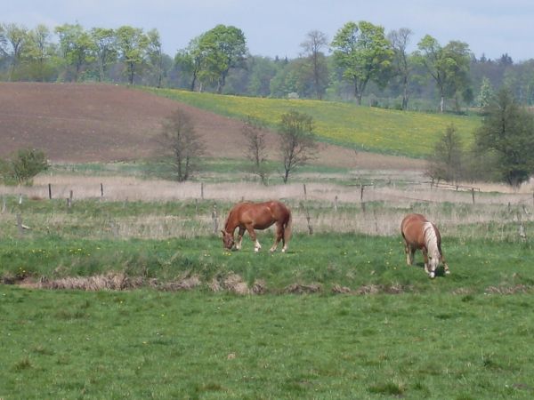 Konie nad Rzeką Pasłęką