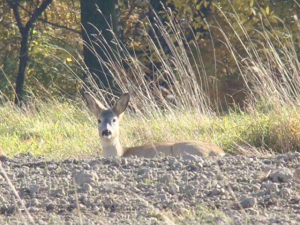 Sarna - koza wygrzewająca się na słońcu...