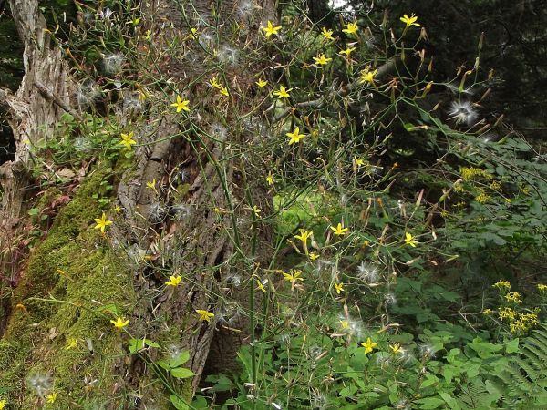 tu u zbiegu strug tworzących potok Płonkę jest zaciszna kotlinka, wokół lasy, bezdroża i dzikie wertepy a tu n/z natura przypomina : wszystko przemija...