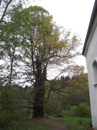 po prawej: ściana cerkwi, pośrodku - lipa a za nią potok Rupnik, studenci co to społecznie podczas wakacji przy cerkwi pracowali i jej otoczeniu - znają "smak"