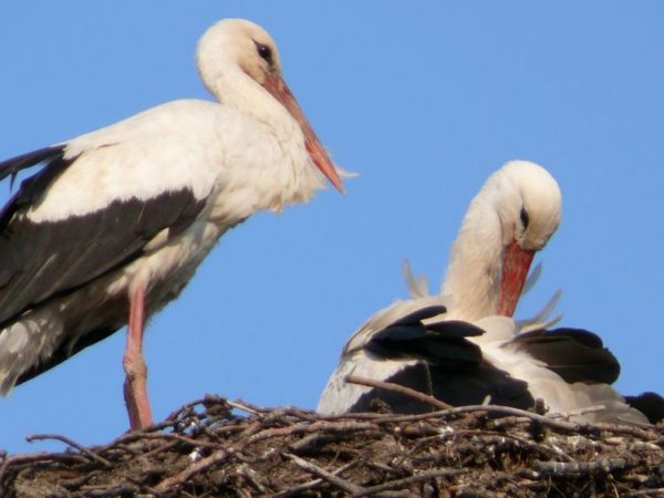 Zdjęcia Samborowice