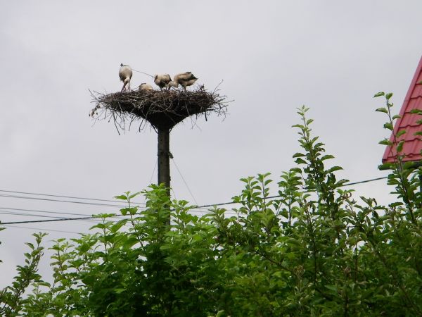 satarsza fotka w tym roku też coś się wykluło i odleciało