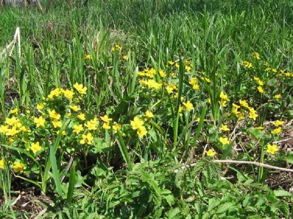 Kaczeńce,już te kwiaty rzadko można spotkać na naszych łąkach.