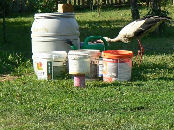 ,,obiadowy prześladowca,,