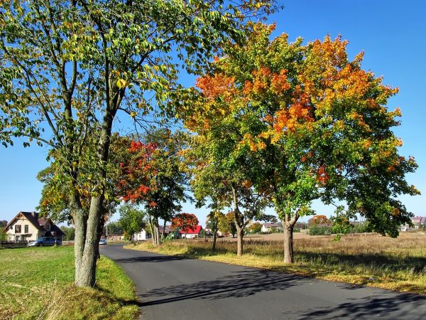 Ulica Kręta, droga z Franku do Iwiczna