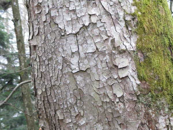 dziób dzięcioła - dłuto - wyłapuje owada z chodników w głębi tkanek drewna, dziób sikory - szydło - wysupla owada z pączków, liści lub igieł, dziób dudka - różd