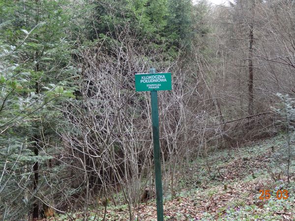 kłokoczka południowa - to jej stanowisko zasygnalizowane - z jej ziarenek paciorki różańców. Polska nazwa gatunku "kłokoczka" ma związek z językiem prasłowiańsk