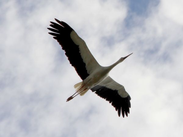 zdjecie Nowoberezowo