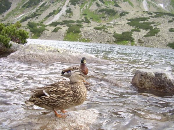 zdjecie Zakopane