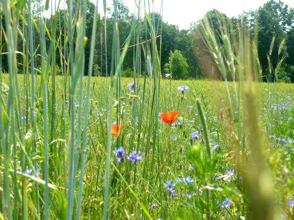 zdjecie Wola Wężykowa