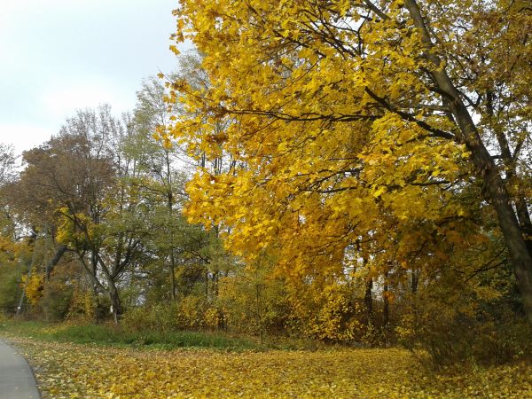 zdjecie Miękisz Stary
