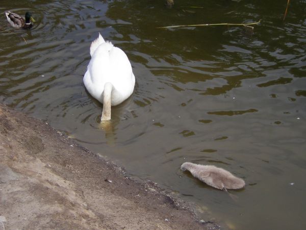 Co ta mama tam widzi ???!!! :)