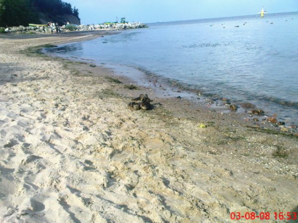 Rodzina kaczek na orłowskiej plaży