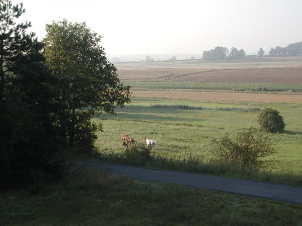 Galopem ku słońcu!