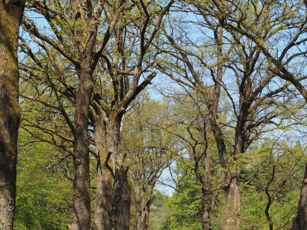 są drogi, szosy, trakty - a tu jest aleja - bywają i takie malownicze, polecamy np. tak : z m. Mrzygłód przez Hłomczę i most na Sanie do Dobrej Szlacheckiej - t