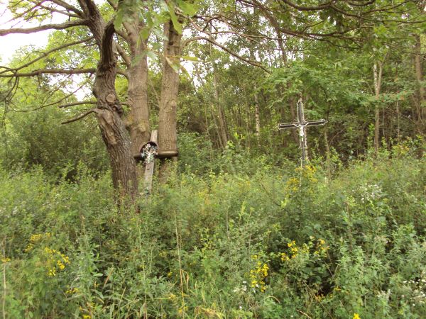 z pasma Dziady - 647m npm - skrajem "Lasu Ostrowiec" - gdzie niegdyś zagrody były, ludzie pełnymi rodzinami mieszkali i gospodarzyli - przez przysiółki Łazy i N