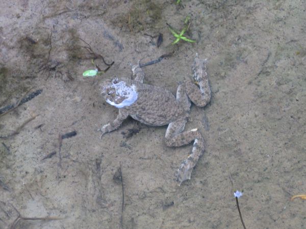 no jakże nie pstryknąć, jak tak pięknie pozuje - żaby składają skrzek w "brudnych" kałużach, wtedy jest większa szansa, że żmije i zaskrońce nie powyjadają kija