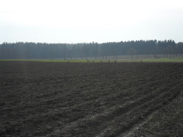 Wiosna 2012 r. sarenki wyszły z lasu szukać pożywienia