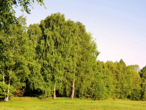 Pobliskie samosiejki